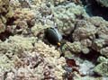 042 Orange Spine Surgeonfish